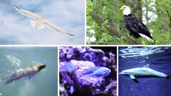 ဘုရားသခင္သည္ငါးအမ်ိဳးမ်ိဳးတို႔ကိုဖန္ဆင္းခဲ့သည္