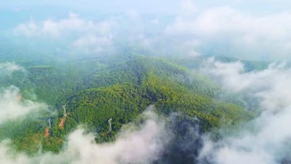 နံနက်စောစော မိုးသစ်တော၌ မြူခိုးများရှိ၏