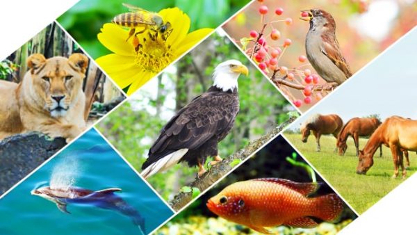 ပန်းများ၊ငှက်များ၊ငါးများနှင့် အင်းဆက်ပိုးမွှားအမျိုးမျိုး။ပျံသန်းနိုင်သည့် ငှက်မျိုးစုံနှင့် တောရိုင်းတိရစ္ဆာန်