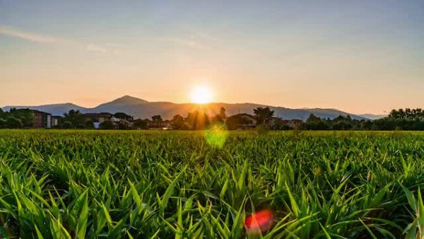 နံနက်ပိုင်းမှာ နေသည်တောင်ရဲ့ဟိုဘက်ခြမ်းကနေဖြည်းဖြည်းချင်းထွက်ပေါ်လာသည်။